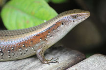 Thailand Img 5073