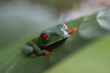 Costa Rica img-0874