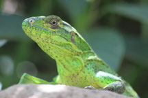 Costa Rica Img-1643