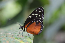 Costa Rica img-0671