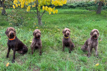 Wörnitzstädter Quartett