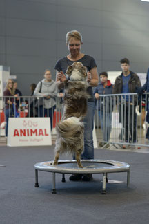 Premium-Hundeschule Hundetraining auf der Animal Stuttgart