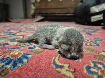 Jezebel - Britisch Kurzhaar