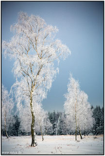 Eifel#Winter#Dreilägerbachtalsperre#Hochsitz#Struffeltroute#Winterimpressionen#Roland Valter#rolva#Natur-Fotografie# RauhreifAachen 