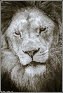 Panthera leo#Löwe#Porträt#sw#Roland Valter#rolva#Natur-Fotografie#Aachen 