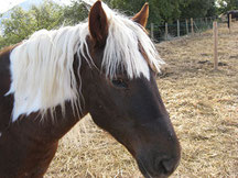 Rutas a caballo en el Centro de Aventura de Sobrón