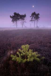 Aliaume CHAPELLE - Arbres de Belgique : entre brumes et nuages -  Festival photo de Moncoutant sur Sèvre