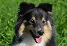 Shelties du paradis des castors