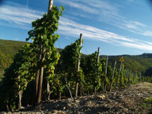 Der Weinort Rech liegt auch am Rotweinwanderweg. Dort liegt eine der besten Weinberge der Ahr, der "Recher Herrenberg".