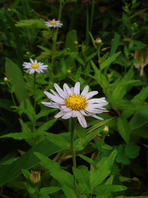 ハコネギク (箱根菊)