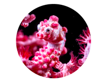 Hippocampe pygme bargibanti Nusa PENIDA 