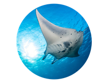 Raies manta à Nusa Penida en snorkeling ou en plongée