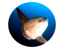 Forfait de plongee avec photo de mola mola Nusa Penida
