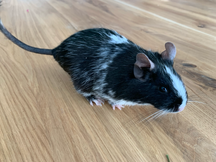 Degu Schwarz Scheckin ST evtl. BT