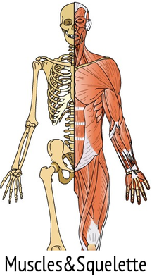 plasma marin et muscles squelette os