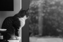 Katze die aus dem Fenster schaut.
