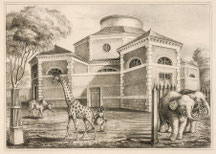Rotonde de la girafe et des éléphants.
