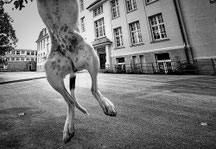 Stadthund by Steffi Atze Hundetrainerin Isabel Boergen