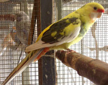 dominant Gescheckt   Platycercus caledonicus (Gelbbauchsittich) 