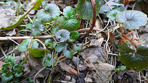 Gundelrebe oder Gundermann (Glechoma hederacea), auch Herr des Eiters genannt