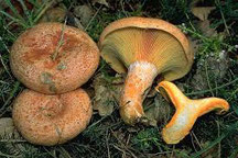 Foto da: http://www.agraria.org/