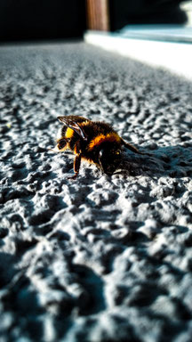 Hummel, sitzt am Boden