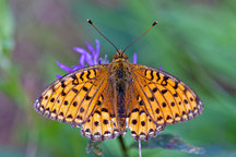 Foto: E. Greiner