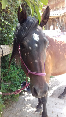 Reittherapie, Bodenarbeit, Horsemanship, Neugierde