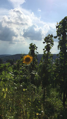 Wiltingen Saar-Riesling-Roots Jungwinzer Felix Weber Mosel Riesling Bereich Saar