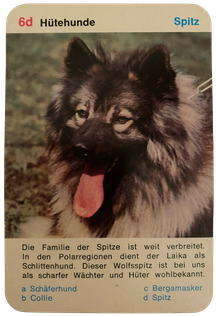 Wolfsspitz Hütehund Hütespitz Wachhund Quartett Spitz