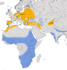 Karte zur weltweiten Verbreitung des Weißstorches.