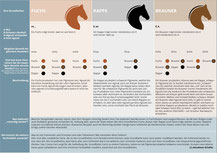 Grafik zu den 3 Grundfarben der Pferde