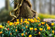 Bild: tree with tulips in the Keukenhof, Netherlands, "the tulip tree"; www.2u-pictureworld.de