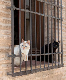 Ventanas