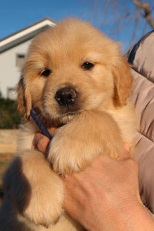 Golden retriever femmina che allatta cuccioli. Cane allattamento mangime cuccioli.