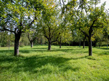 Streuobstwiese, Apfel, Herbst