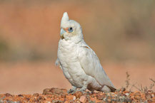 Nacktaugenkakadu, Little corella, Cacatua sanguinea