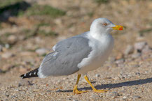 Mittelmeermöwe (Larus michahellis)