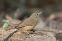 Walddickkopf, little shrikethrush, Colluricincla megarhyncha