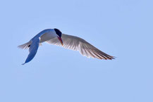 Raubseeschwalbe (Hydroprogne caspia) - Caspian tern