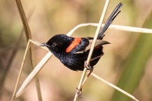 Rotrücken-Staffelschwanz, Red-backed fairywren, Malurus melanocephalus