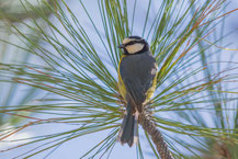 Kanarenmeise, Cyanistes teneriffae, African Blue Tit