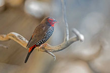 Malerastrild, Painted finch, Emblema pictum