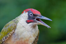  Grünspecht  (Picus viridis); Green Woodpecker