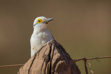 Weißspecht (Melanerpes candidus);  White Woodpecker