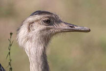 Nandu (Rhea americana) - Rhea