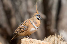 Rotschopftaube (Geophaps plumifera) - Spinifex pigeon