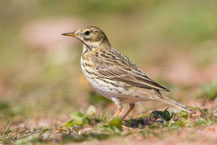 Wiesenpieper; Anthus pratensis; Meadow Pipit