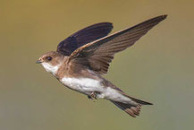 Uferschwalbe, Riparia riparia, Sand Martin