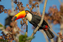 Riesentukan (Ramphastos toco); Toco Toucan